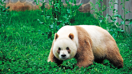 23-50】私たちはなぜパンダを愛してやまないのか？ | Science Portal China