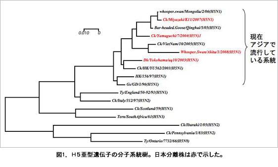 図１Ｈ５亜型遺伝子の分子系統樹