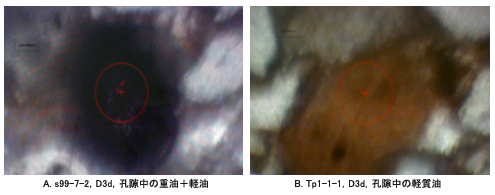 図6　研究区の一部試料の含油薄片写真（赤い囲み部分は顕微赤外サンプリング）