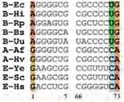 図2　10種のtRNATrpアクセプタ・ステムの配列の比較図