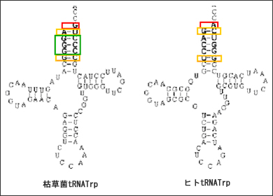 図4　tRNATrpの種特異性エレメント