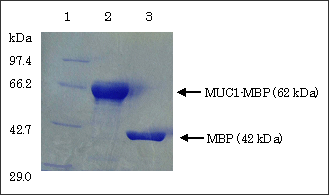 図1　SDS-PAGEにより鑑定され純化されたMUC1-MBP融合蛋白質とMBP
