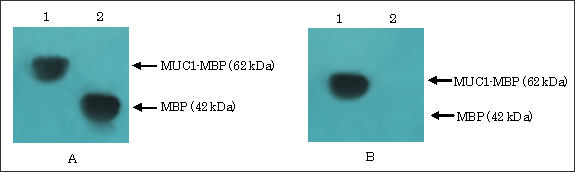 図2　ウェスタンブロット法により鑑定され純化されたMUC1-MBPとMBP
