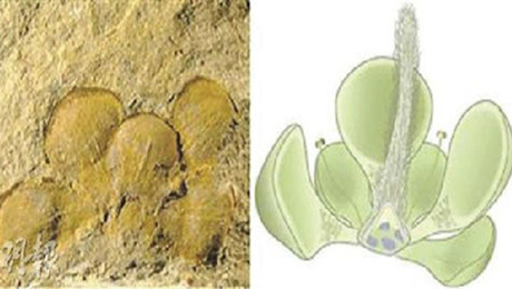 世界最古の 花 1 62億年前に遼寧で開花 Scienceportal China