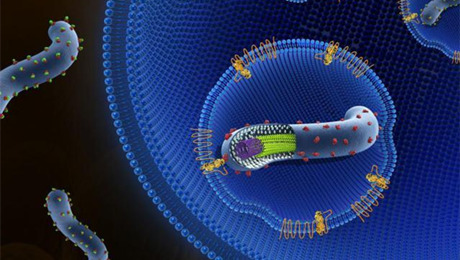 中国人科学者 エボラウイルスの細胞侵入の新たなメカニズムを解明 Scienceportal China
