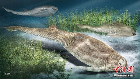 4億1千万年前の魚の化石から鱗や鱗配列の進化の秘密解く！ | Science ...