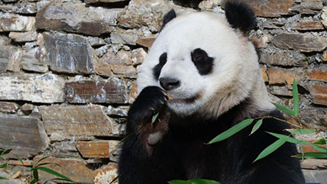 中国、新たなパンダ保護の共同研究を実施へ | Science Portal China